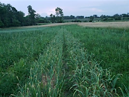 The 2024  Garlic  Scapes Scavanger Party  primärbild