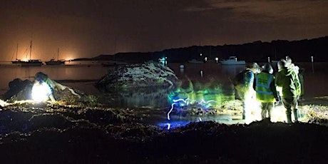 Falmouth Marine Group Night time Rockpooling