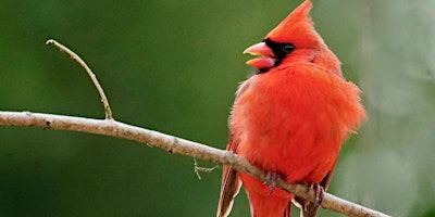 Primaire afbeelding van Gardening for Winter Bird Habitat