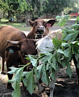 Imagem principal de Farm Day at Wonderfield Farm and Retreat