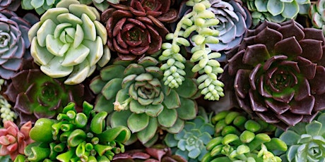 Succulent Planting with Mom!