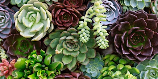 Succulent Planting with Mom! primary image