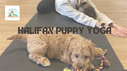 Halifax Puppy Yoga