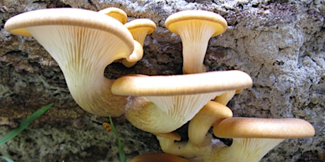 Primaire afbeelding van Funtastic Fungi