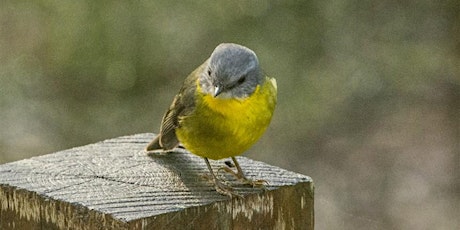 Bird Walk in Yarran Dheran