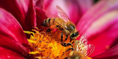 Primaire afbeelding van The Buzz About Bees and Wasps