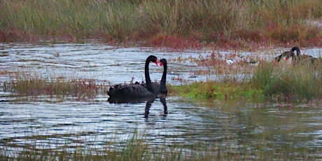 Birds and Wellbeing