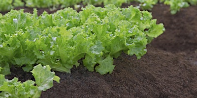 Image principale de Vegetable Soilborne Disease Master Class