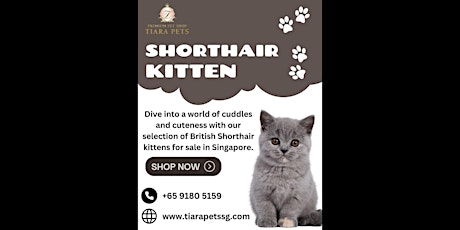 British shorthair kitten for sale Singapore