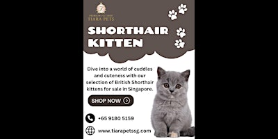 British shorthair kitten for sale Singapore primary image