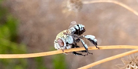 Caring for Native Pollinators