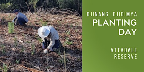 Djinang Djidimya Community Planting Day