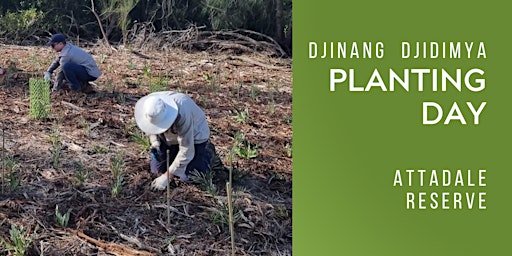 Imagen principal de Djinang Djidimya Community Planting Day