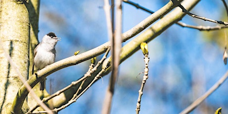 Dawn Chorus Disco