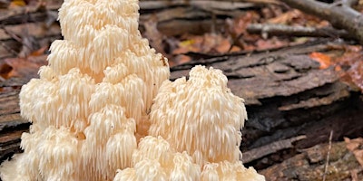 Primaire afbeelding van Medicinal Mushrooms Workshop