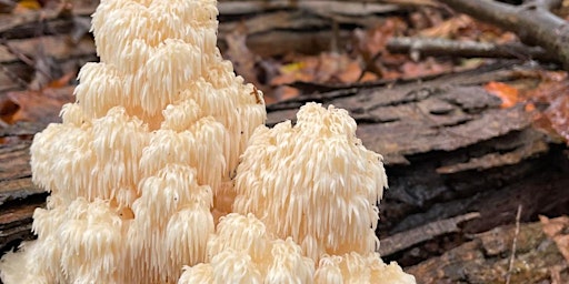 Image principale de Medicinal Mushrooms Workshop