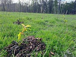 Loxley Rec Ground Mega Mulch primary image