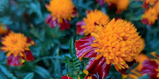 Morley Dye Garden as part of our Sustainability Week primary image