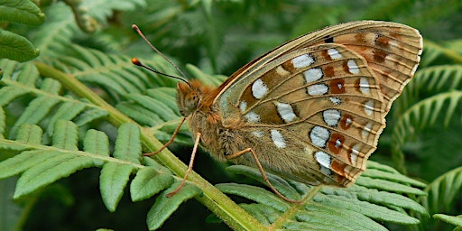 Discover Exmoor's Butterflies primary image