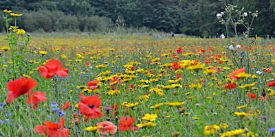 Sow & Grow: Wildflower Meadow Sowing primary image