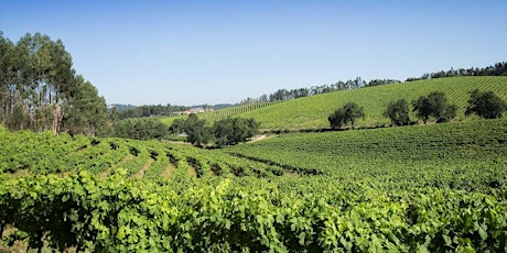 Imagem principal de Prova Comentada - O que realmente sabes sobre os Vinhos Verdes?