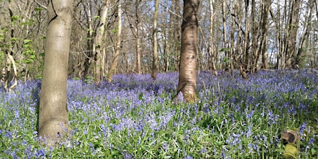 Bluebell Wellbeing Walk at Trosley Country Park