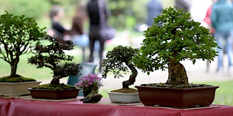 Imagen principal de TECNICHE BONSAI SU AZALEA