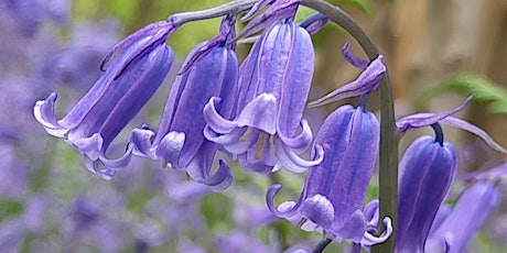 Bluebell Wellbeing Walk at Cobtree Manor Park, Aylesford