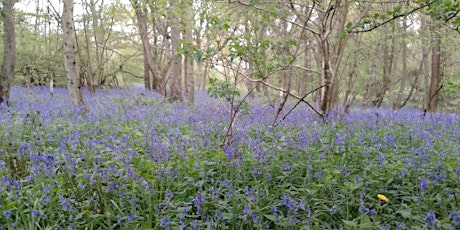 Spring Wellbeing Walk at Trosley Country Park