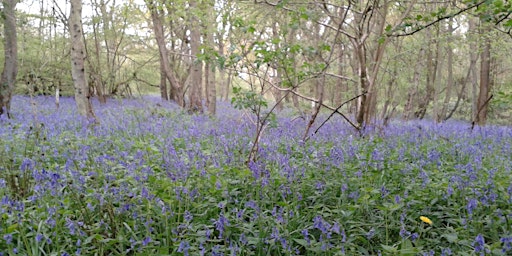 Imagem principal de Spring Wellbeing Walk at Trosley Country Park