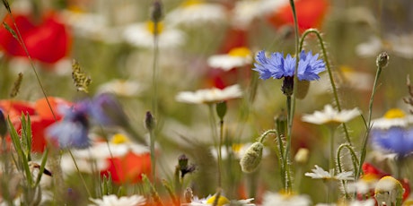 Introduction to Wild Flowers - Sunday 2 June 2024