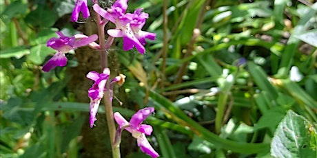 Spring Wellbeing Walk at Cobtree Manor Park, Aylesford