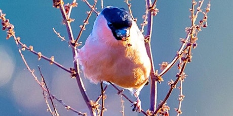 Early morning bird song walk