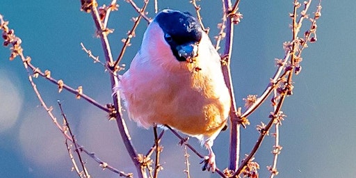 Image principale de Early morning bird song walk