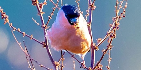 Early morning bird song walk primary image