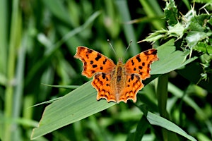 Primaire afbeelding van Butterfly ID Workshop (ECC 2806)