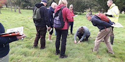 Immagine principale di Introduction to Grassland Plant Identification and Surveying Bute Park 