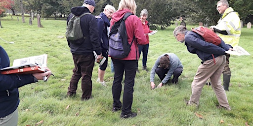 Introduction to Grassland Plant Identification and Surveying Bute Park