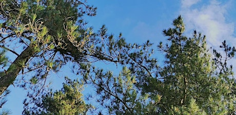 Bosbaden / Shinrin-Yoku / Forest Bathing - Edense Bos, Ede