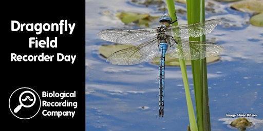 Imagem principal de Dragonfly Field Recorder Day