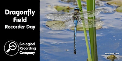 Dragonfly Field Recorder Day primary image