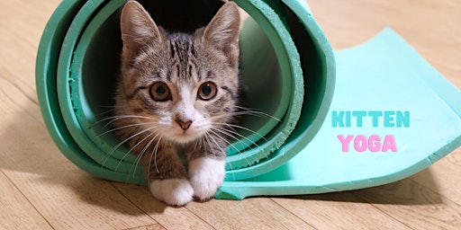 Hauptbild für Kitten Yoga For A Cause