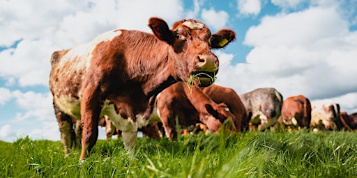 Imagen principal de Farm Walk at Treway Farm: Pastured beef and herbal leys