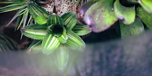 Primaire afbeelding van Nurturing Nature: Plant lives in early modern South Asia, Dr Neha Vermani