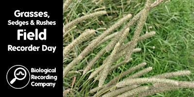 Grasses, Sedges & Rushes Field Recorder Day  primärbild
