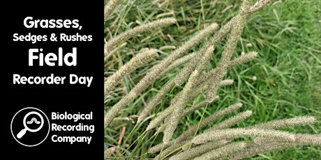 Grasses, Sedges & Rushes Field Recorder Day