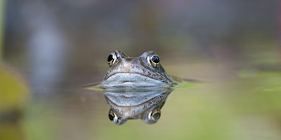 Urban Nature Club at Walthamstow Wetlands: Amphibious Adventures primary image