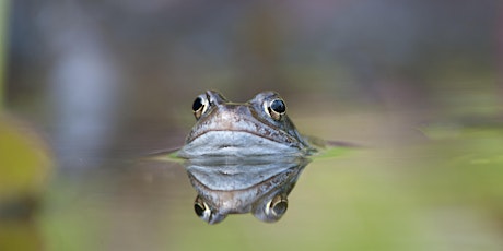 Urban Nature Club at Walthamstow Wetlands: Amphibious Adventures