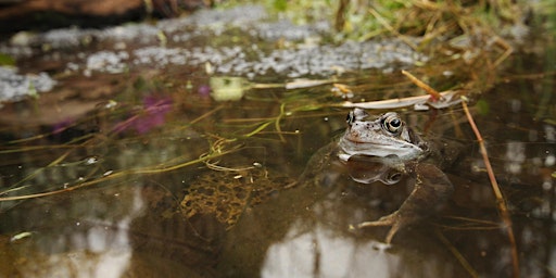 Imagem principal do evento Urban Nature Club at Camley Street Natural Park: Amphibious Adventures