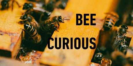 Bee Curious - Morning